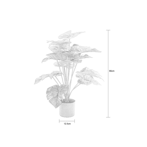 Megapode Plant In Pot 66cm