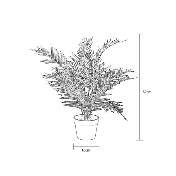 Pochard Palm In Pot 60cm