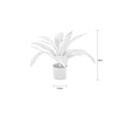 Sparrow Plant In Pot 50cm (H)