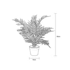 Pochard Palm In Pot 60cm