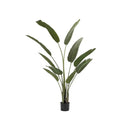 Barn Swallow Plant in Pot 160cm (H)