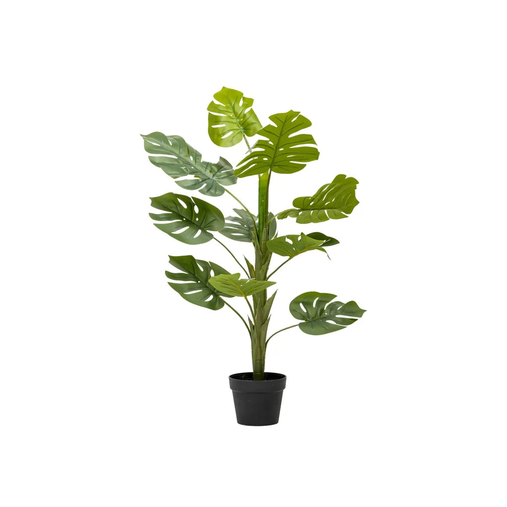 Megapode Plant In Pot 104cm