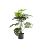 Megapode Plant In Pot 66cm