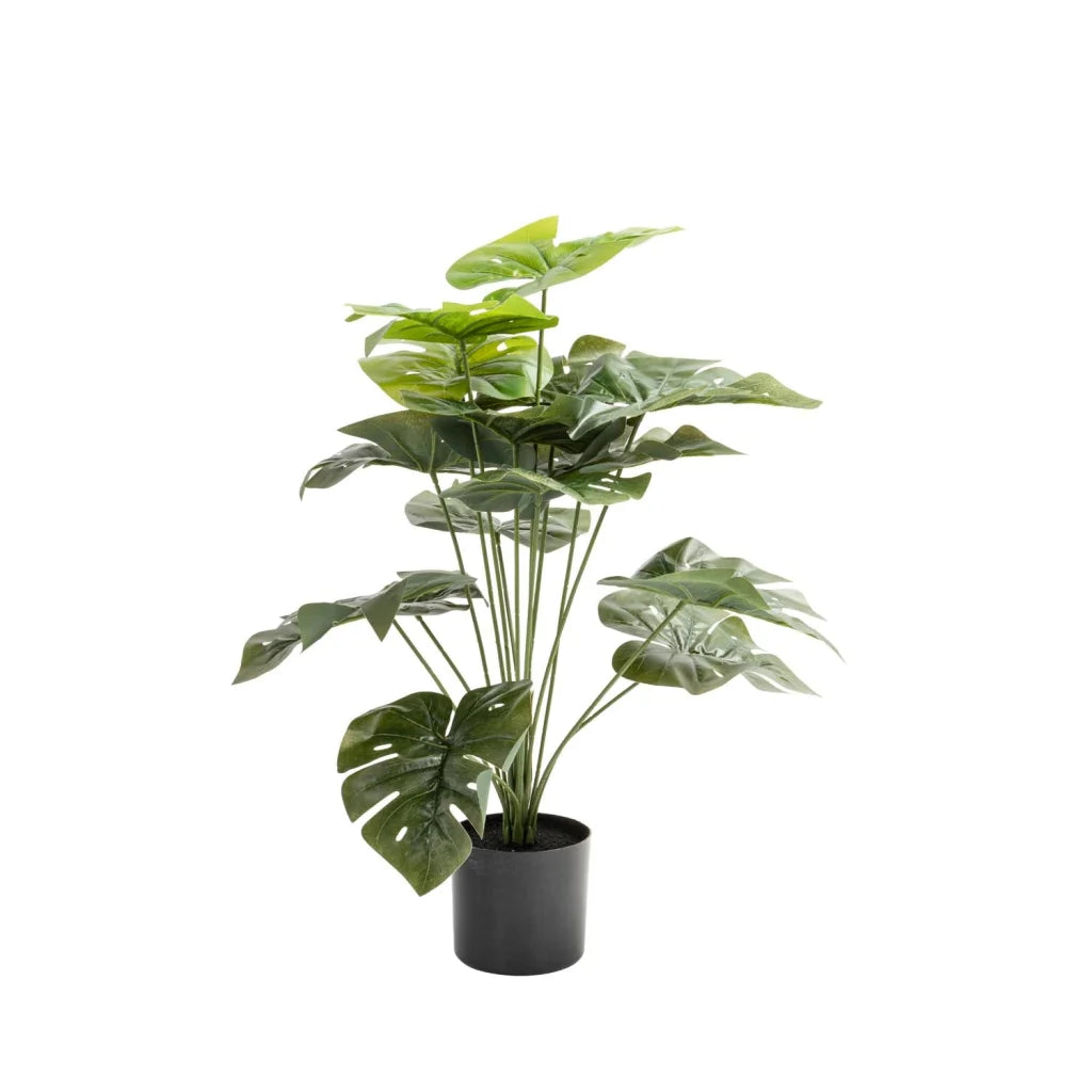 Megapode Plant In Pot 85cm