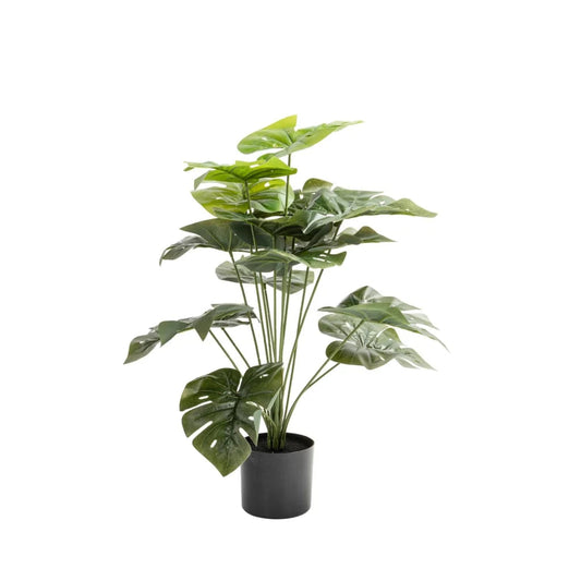 Megapode Plant In Pot 85cm
