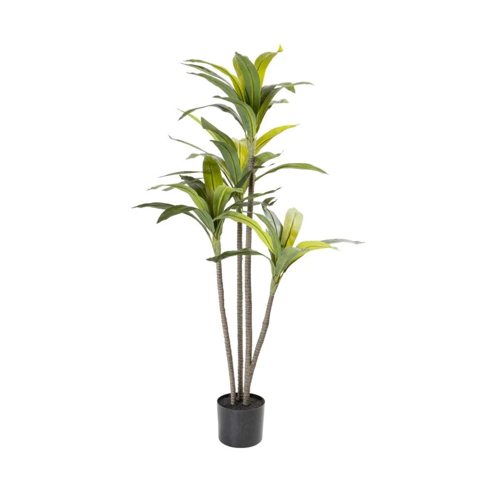 Sparrow Plant In Pot 120cm (H)