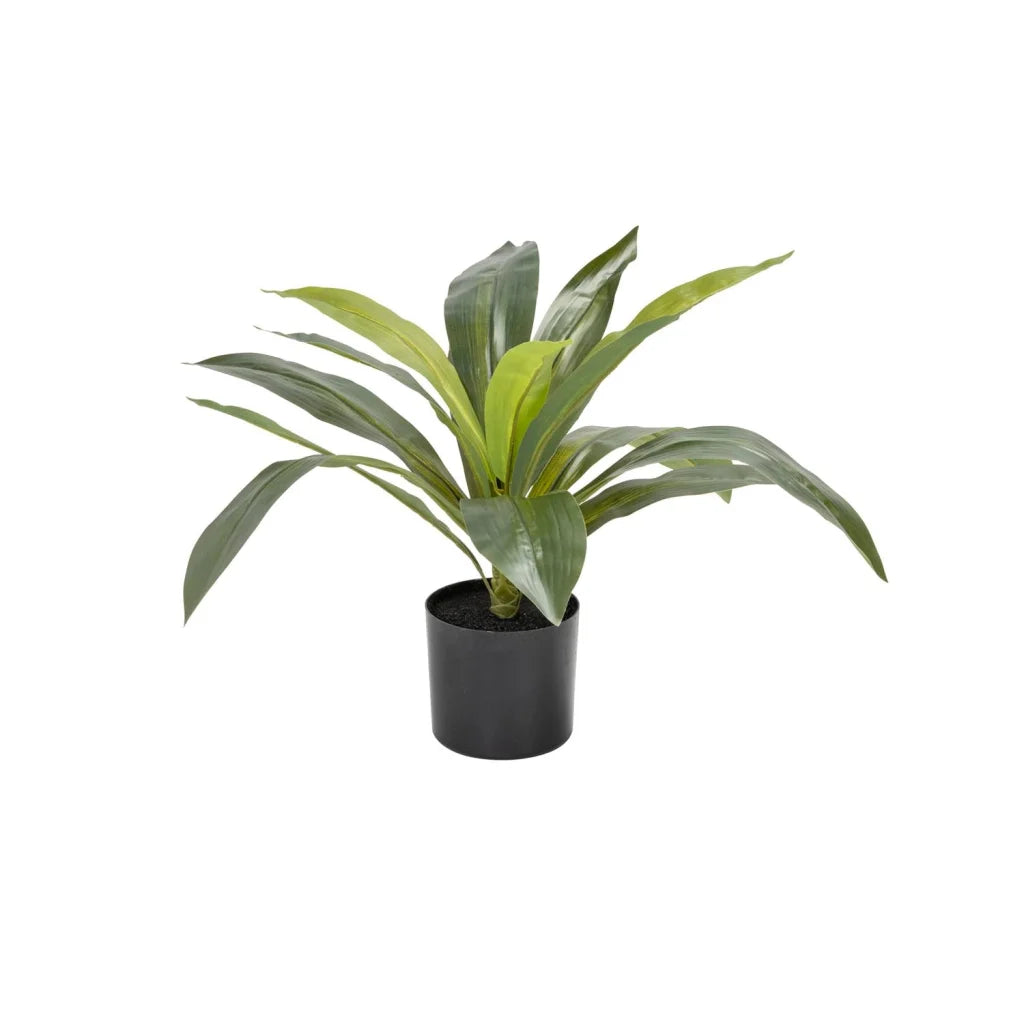 Sparrow Plant In Pot 50cm (H)