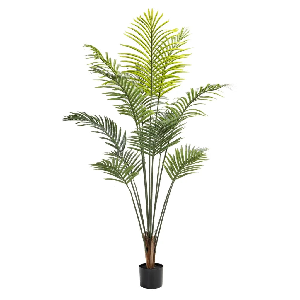 Pochard Plant In Pot 160cm
