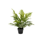 Pochard Palm In Pot 60cm