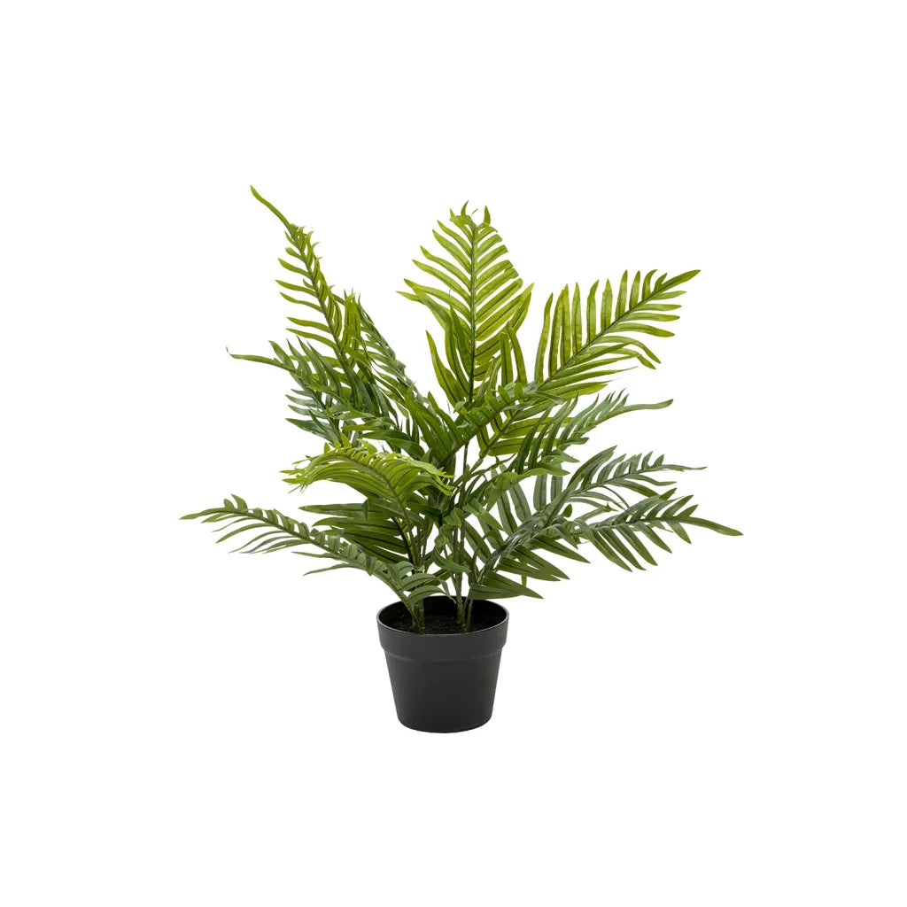 Pochard Palm In Pot 60cm