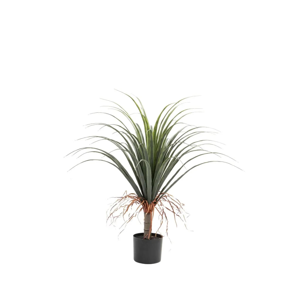 Beryl Ponytail Plant In Pot 80cm (H)