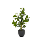 Rubeiza Plant In Pot 51cm