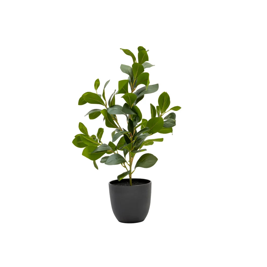 Rubeiza Plant In Pot 51cm
